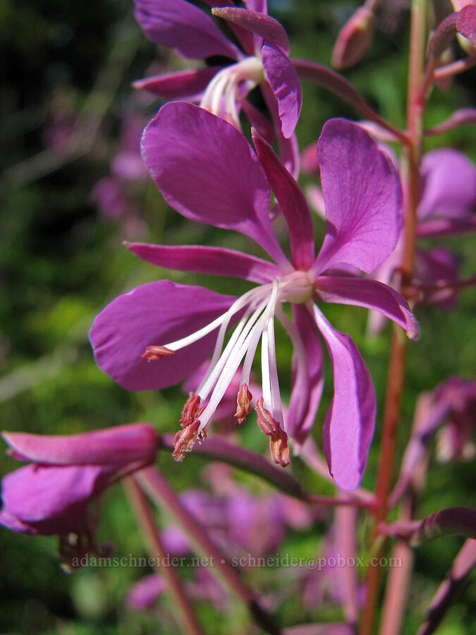 fireweed (Chamerion angustifolium (Chamaenerion angustifolium) (Epilobium angustifolium)) [Vista Ridge trailhead, Mt. Hood National Forest, Hood River County, Oregon]