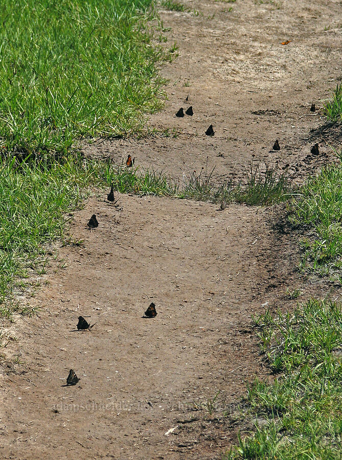 tortoiseshell butterflies on the trail (Nymphalis californica) [Wy'east Basin, Mt. Hood Wilderness, Hood River County, Oregon]