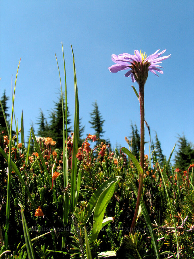 tundra aster & faded heather (Oreostemma alpigenum (Aster alpigenus), Phyllodoce empetriformis, Cassiope mertensiana) [Wy'east Basin, Mt. Hood Wilderness, Hood River County, Oregon]