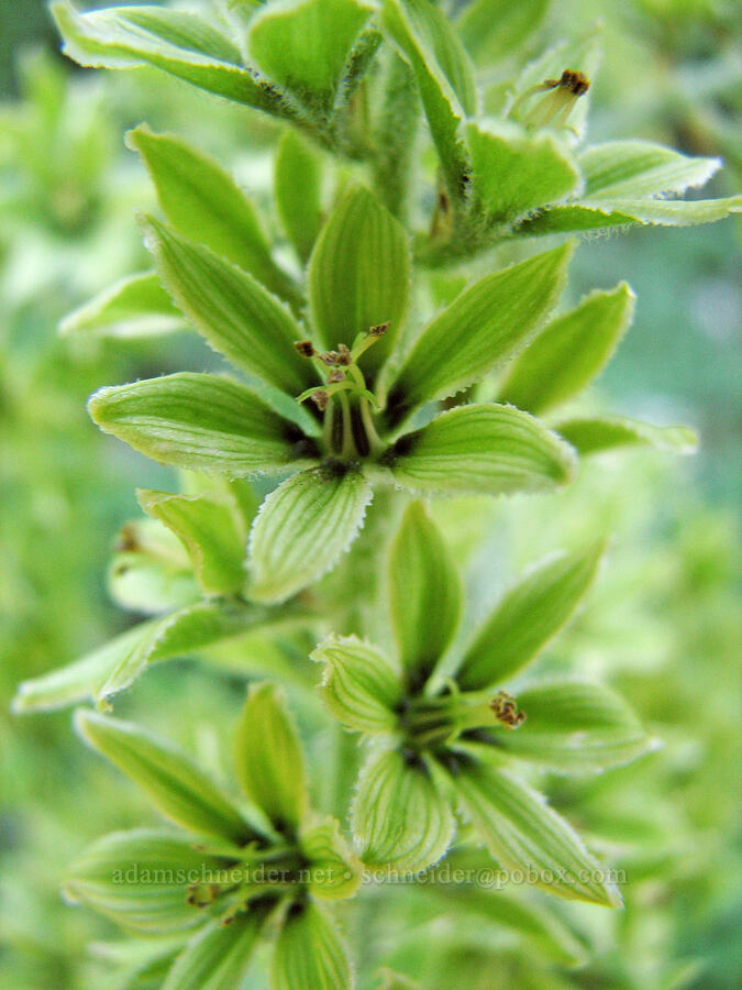 corn lily (false hellebore) (Veratrum viride var. eschscholtzianum (Veratrum eschscholtzii)) [Timberline Trail, Mt. Hood Wilderness, Hood River County, Oregon]