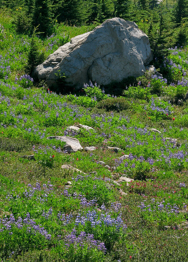 lupine-filled meadow (Lupinus latifolius) [Timberline Trail, Mt. Hood Wilderness, Hood River County, Oregon]