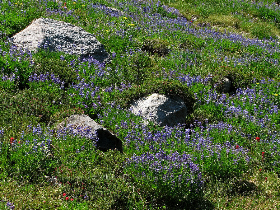 lupine-filled meadow (Lupinus latifolius) [Timberline Trail, Mt. Hood Wilderness, Hood River County, Oregon]