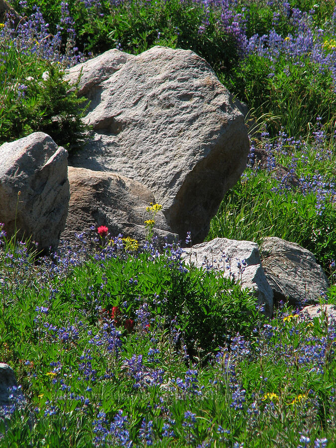 lupine, paintbrush, groundsel, & boulders (Lupinus latifolius, Castilleja parviflora var. oreopola, Senecio triangularis) [Timberline Trail, Mt. Hood Wilderness, Hood River County, Oregon]