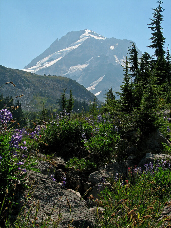 Mount Hood [Timberline Trail, Mt. Hood Wilderness, Hood River County, Oregon]