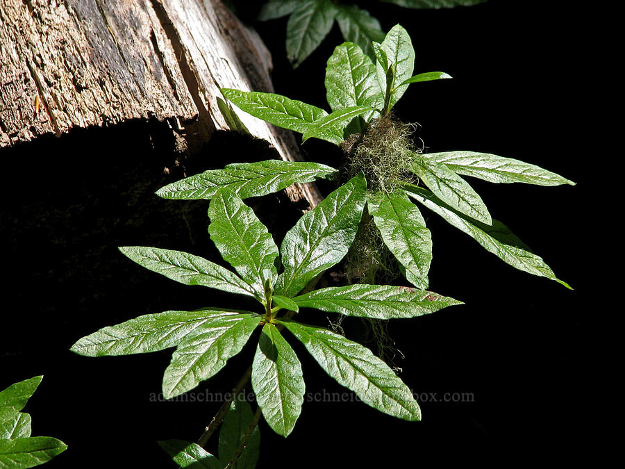white rhododendron leaves (Rhododendron albiflorum) [Timberline Trail, Mt. Hood Wilderness, Hood River County, Oregon]