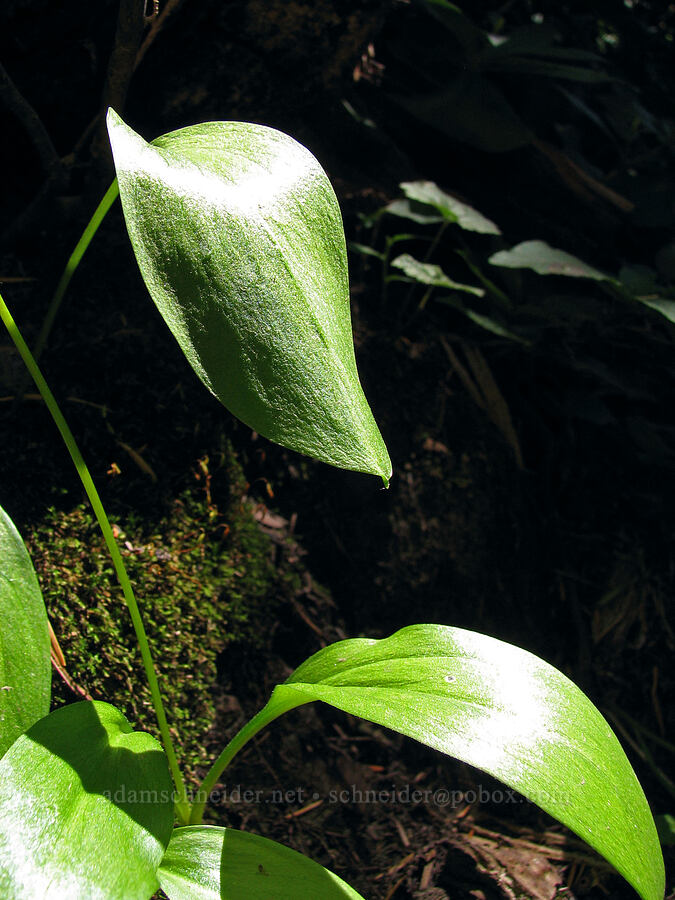 avalanche lily leaves (Erythronium montanum) [Timberline Trail, Mt. Hood Wilderness, Hood River County, Oregon]