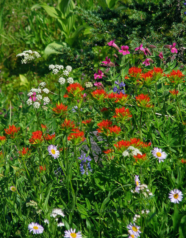 wildflowers (Castilleja suksdorfii, Erigeron glacialis var. glacialis, Ligusticum grayi, Erythranthe lewisii (Mimulus lewisii)) [Above Eden Park, Mt. Hood Wilderness, Hood River County, Oregon]