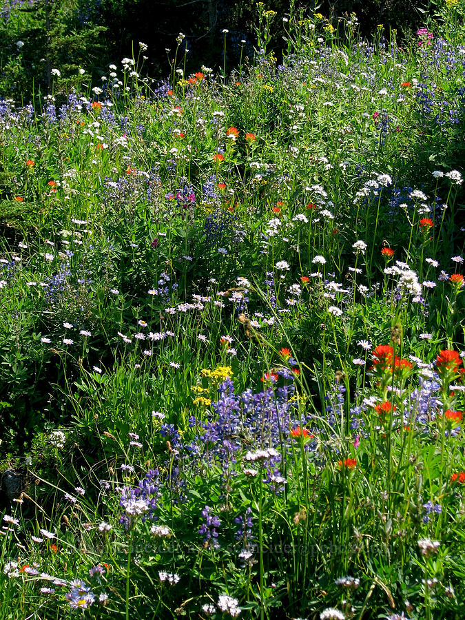 wildflowers (Valeriana sitchensis, Lupinus latifolius, Castilleja suksdorfii, Senecio triangularis, Erigeron glacialis var. glacialis) [Above Eden Park, Mt. Hood Wilderness, Hood River County, Oregon]