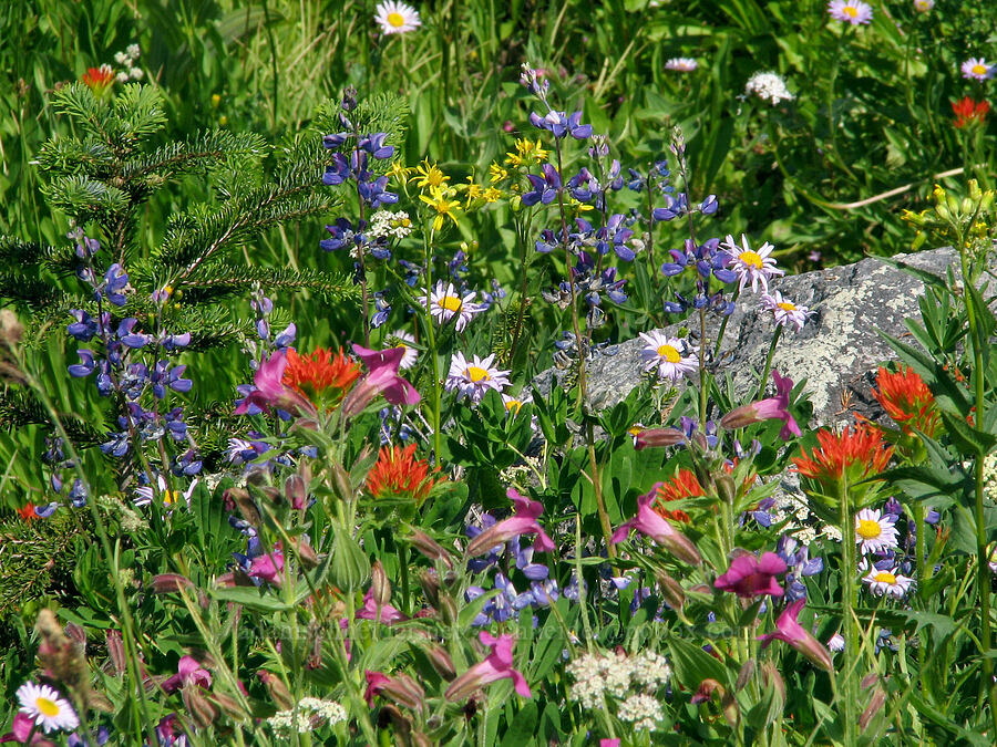 wildflowers (Castilleja suksdorfii, Erythranthe lewisii (Mimulus lewisii), Lupinus latifolius, Erigeron glacialis var. glacialis, Senecio triangularis) [Above Eden Park, Mt. Hood Wilderness, Hood River County, Oregon]