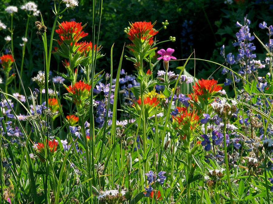 Suksdorf's paintbrush (and other wildflowers) (Castilleja suksdorfii) [Above Eden Park, Mt. Hood Wilderness, Hood River County, Oregon]