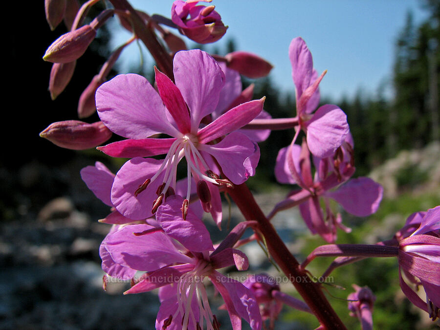 fireweed (Chamerion angustifolium (Chamaenerion angustifolium) (Epilobium angustifolium)) [East fork of Ladd Creek, Mt. Hood Wilderness, Hood River County, Oregon]