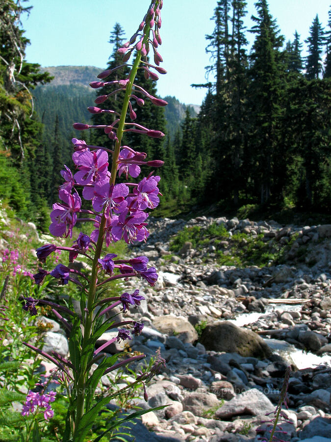 fireweed (Chamerion angustifolium (Chamaenerion angustifolium) (Epilobium angustifolium)) [East fork of Ladd Creek, Mt. Hood Wilderness, Hood River County, Oregon]