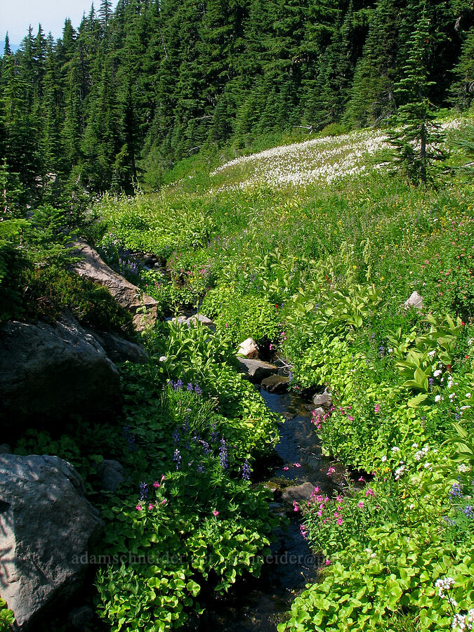 stream & field of cotton-grass [Eden Park Loop Trail, Mt. Hood Wilderness, Hood River County, Oregon]