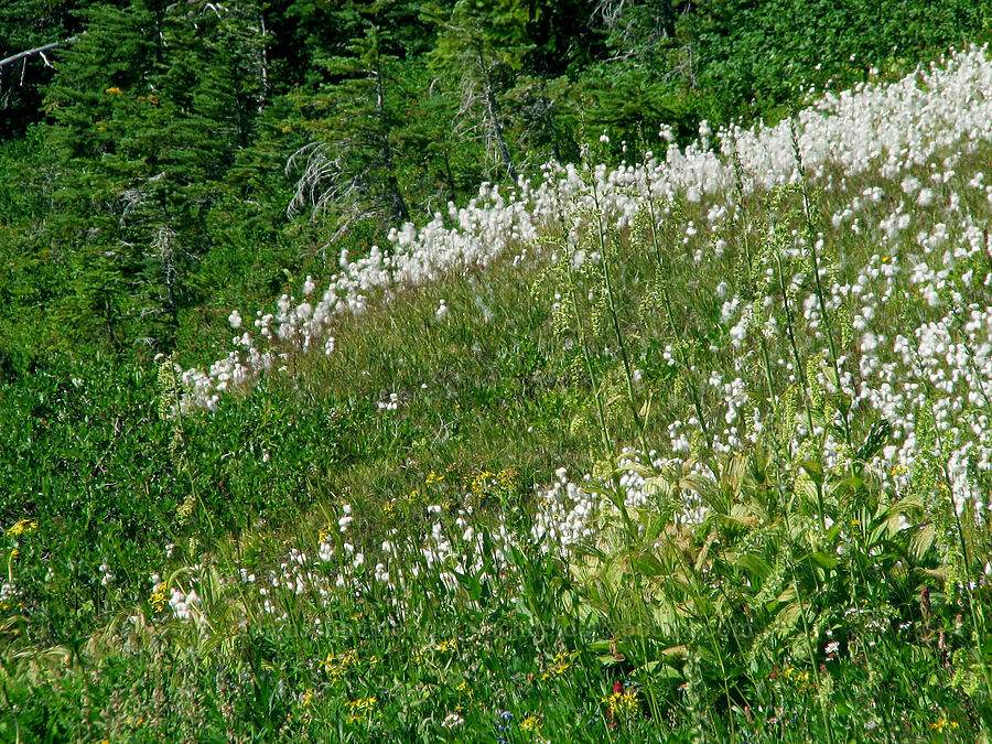 cotton-grass & corn lilies (Eriophorum sp., Veratrum viride var. eschscholtzianum (Veratrum eschscholtzii)) [Eden Park Loop Trail, Mt. Hood Wilderness, Hood River County, Oregon]
