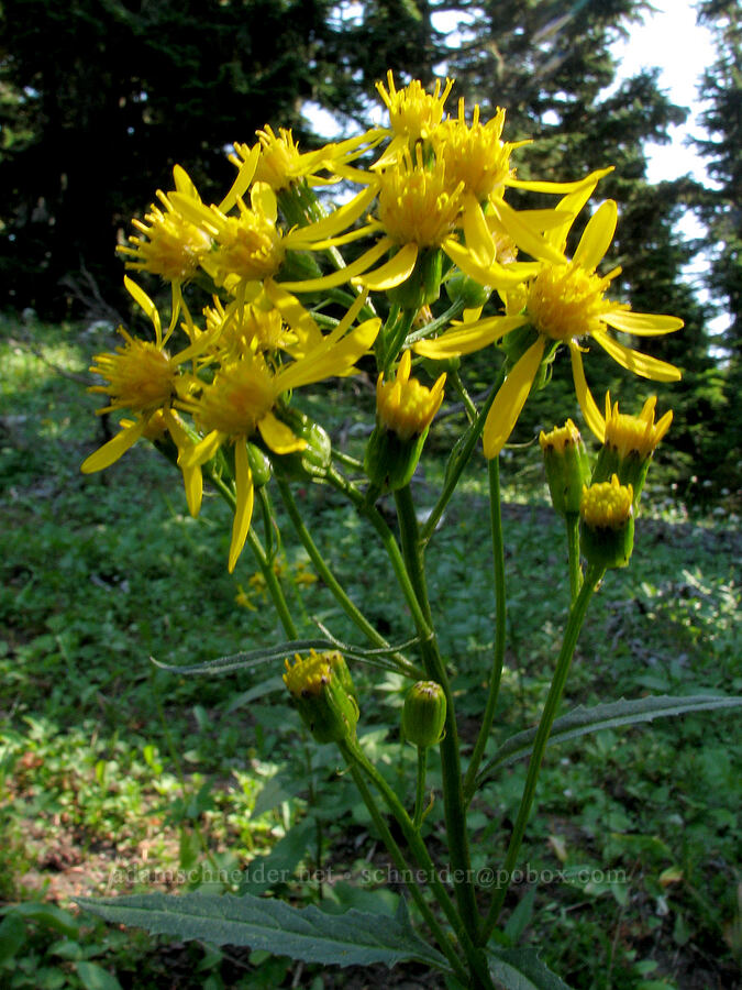 arrow-leaf groundsel (Senecio triangularis) [Eden Park Loop Trail, Mt. Hood Wilderness, Hood River County, Oregon]