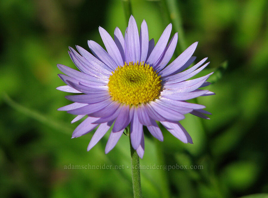 subalpine fleabane (Erigeron glacialis var. glacialis) [Eden Park Loop Trail, Mt. Hood Wilderness, Hood River County, Oregon]
