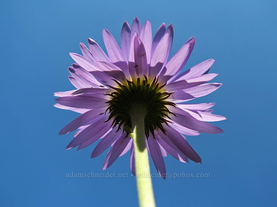 subalpine fleabane, from below (Erigeron glacialis var. glacialis) [Eden Park Loop Trail, Mt. Hood Wilderness, Hood River County, Oregon]