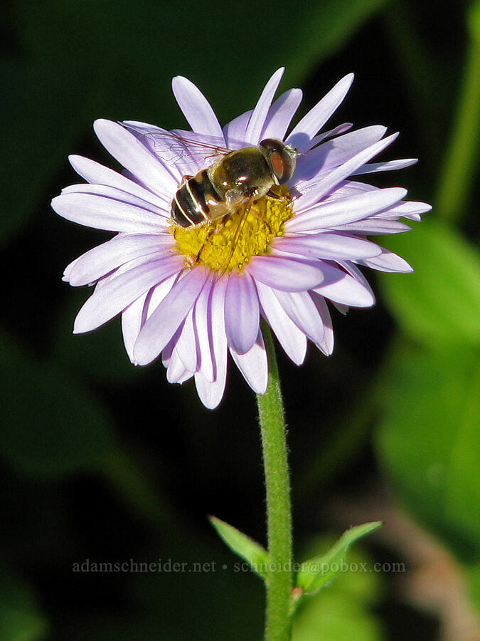 flower fly on fleabane (Erigeron glacialis var. glacialis) [Eden Park Loop Trail, Mt. Hood Wilderness, Hood River County, Oregon]