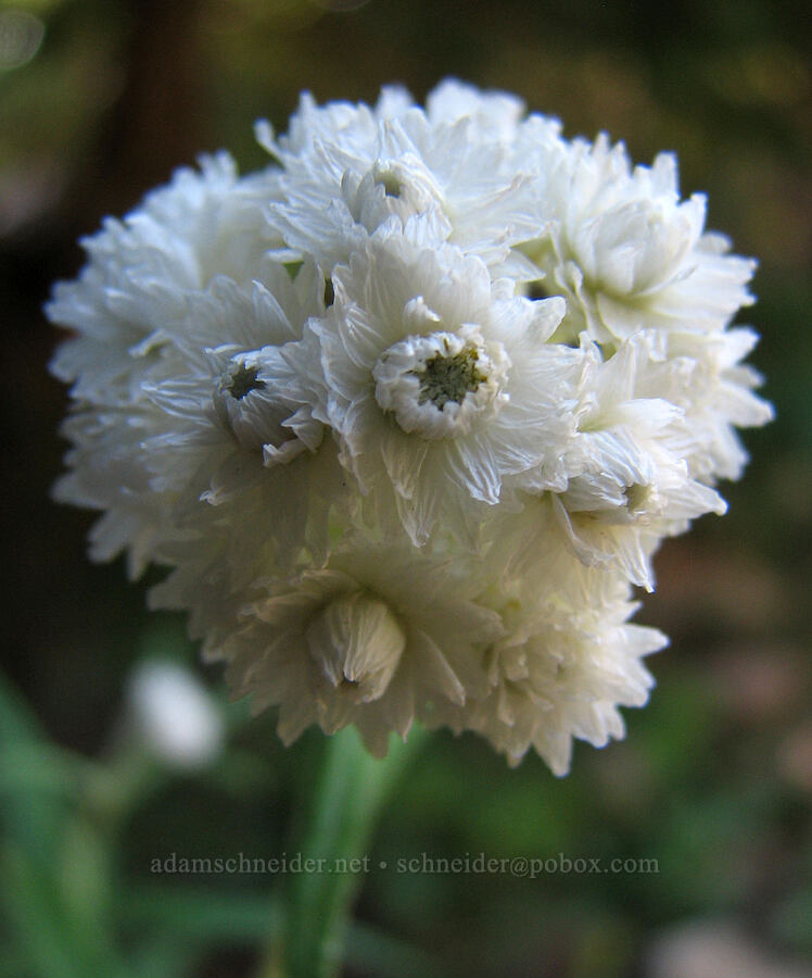 pearly everlasting (Anaphalis margaritacea) [Vista Ridge trailhead, Mt. Hood National Forest, Hood River County, Oregon]