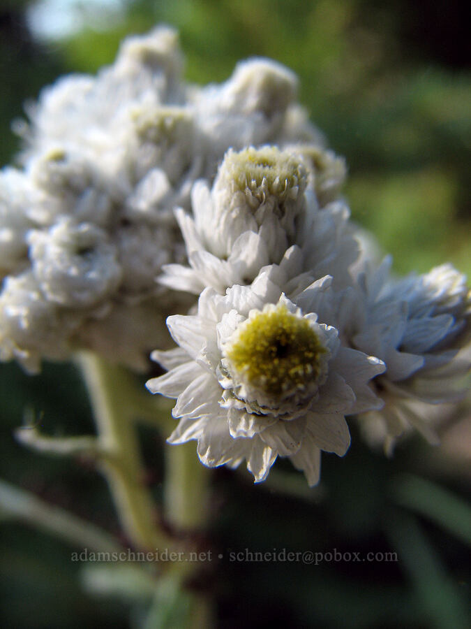 pearly everlasting (Anaphalis margaritacea) [Vista Ridge trailhead, Mt. Hood National Forest, Hood River County, Oregon]