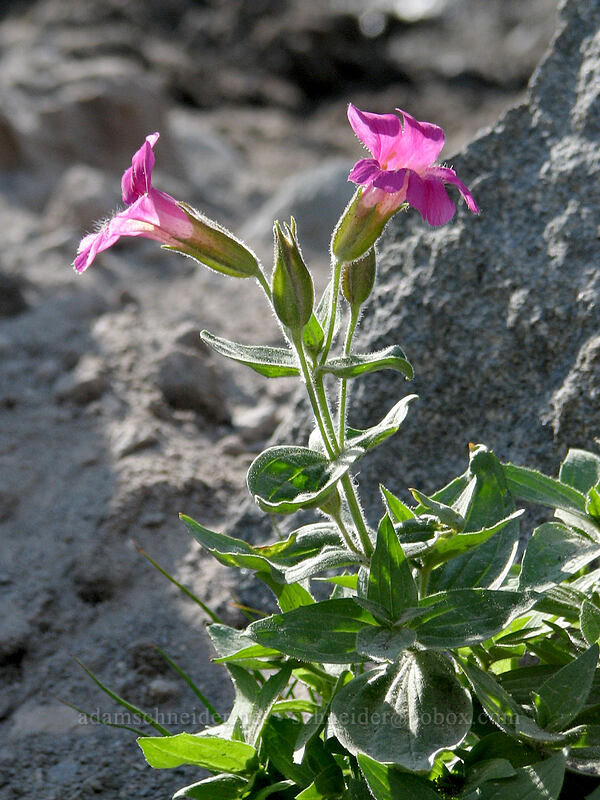 Lewis' monkeyflower (Erythranthe lewisii (Mimulus lewisii)) [Eliot Glacier outwash plain, Mt. Hood Wilderness, Hood River County, Oregon]
