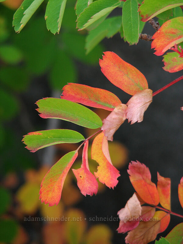 Sitka mountain ash leaves (Sorbus sitchensis) [west moraine of Eliot Glacier, Mt. Hood Wilderness, Hood River County, Oregon]