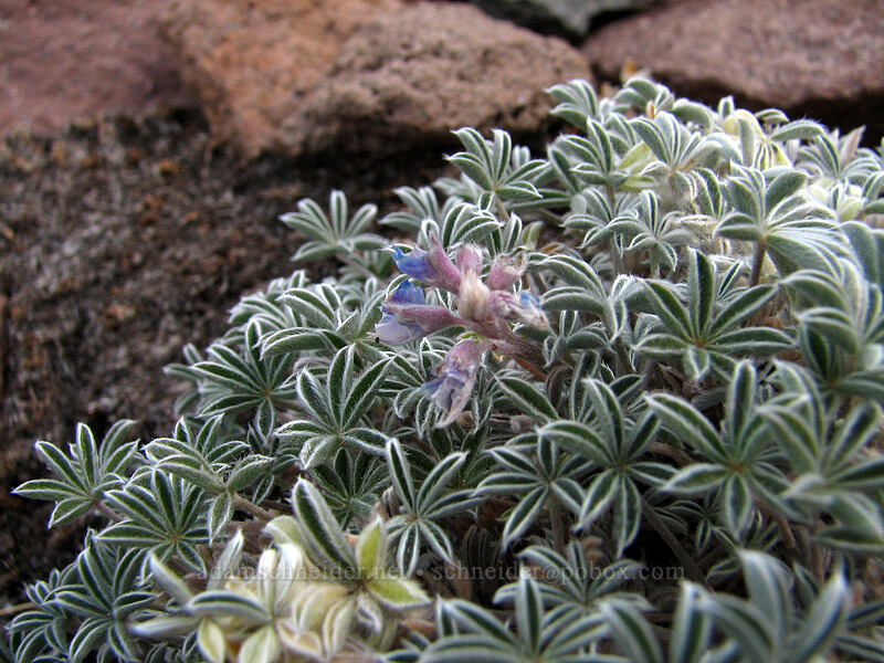 dwarf lupine, fading (Lupinus lepidus var. lobbii) [above Langille Crags, Mt. Hood Wilderness, Hood River County, Oregon]