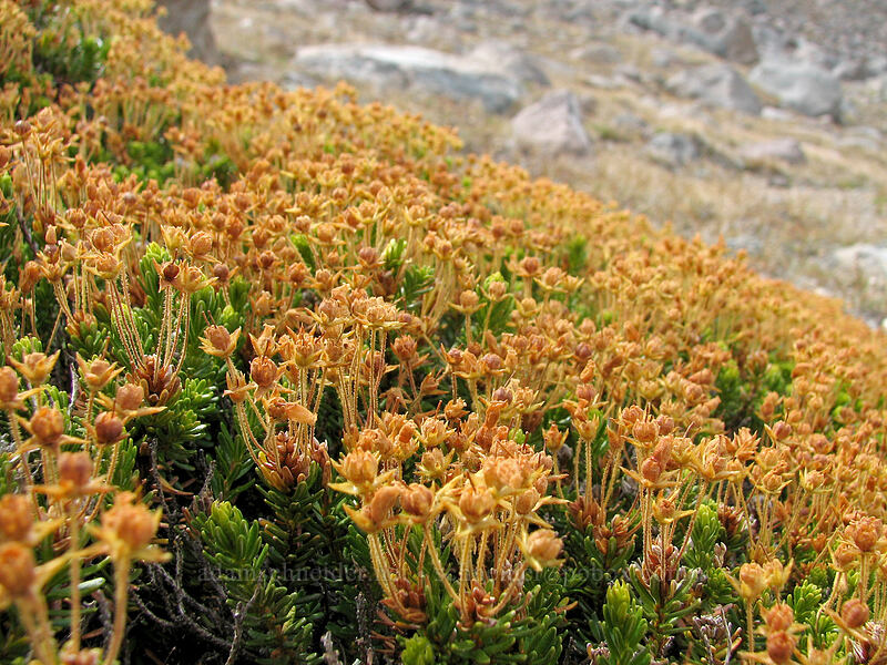 heather seed-pods (Phyllodoce sp.) [near Langille Crags, Mt. Hood Wilderness, Hood River County, Oregon]