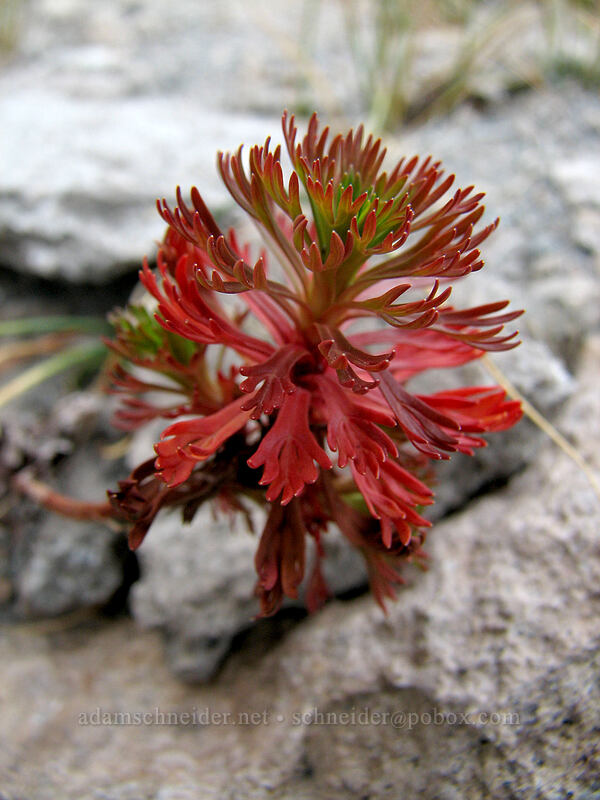 partridgefoot leaves (Luetkea pectinata) [near Langille Crags, Mt. Hood Wilderness, Hood River County, Oregon]