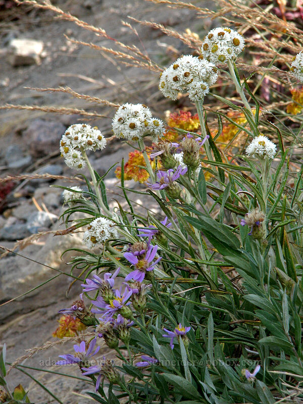 pearly everlasting & Cascade asters (Anaphalis margaritacea, Doellingeria ledophylla (Eucephalus ledophyllus) (Aster ledophyllus)) [west moraine of Eliot Glacier, Mt. Hood Wilderness, Hood River County, Oregon]
