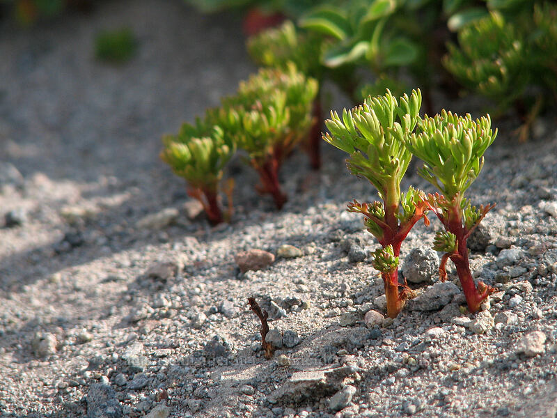 partridgefoot leaves (Luetkea pectinata) [west moraine of Eliot Glacier, Mt. Hood Wilderness, Hood River County, Oregon]