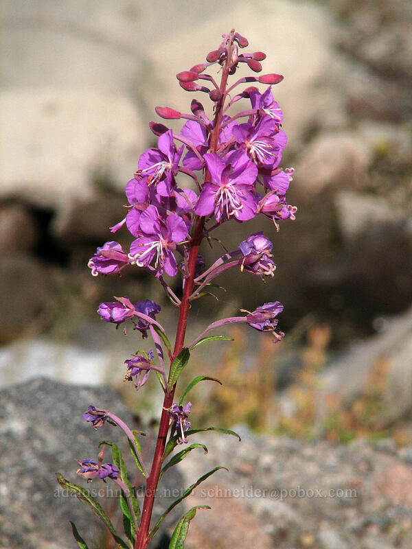 fireweed (Chamerion angustifolium (Chamaenerion angustifolium) (Epilobium angustifolium)) [Eliot Glacier outwash plain, Mt. Hood Wilderness, Hood River County, Oregon]