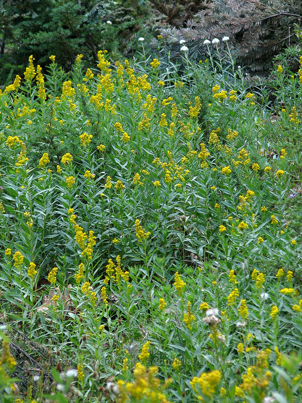 goldenrod (Solidago sp.) [Cloud Cap Road, Mt. Hood Wilderness, Hood River County, Oregon]