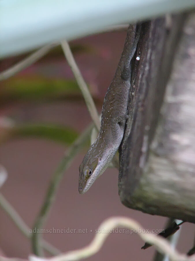 anole (Anolis sagrei) [National Tropical Botanical Garden, Kukui'ula, Kaua'i, Hawaii]