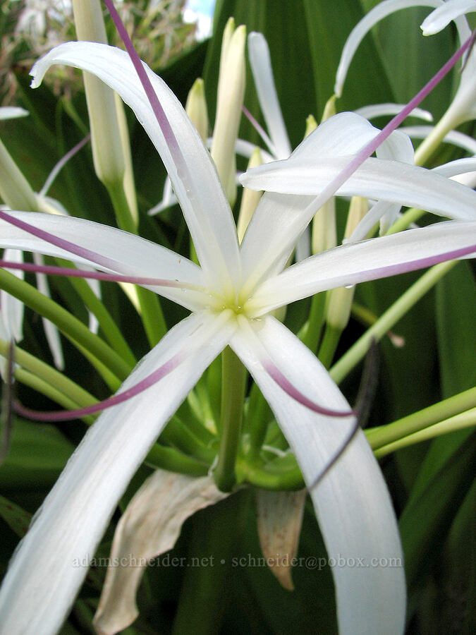 swamp lily (Crinum pedunculatum) [National Tropical Botanical Garden, Kukui'ula, Kaua'i, Hawaii]