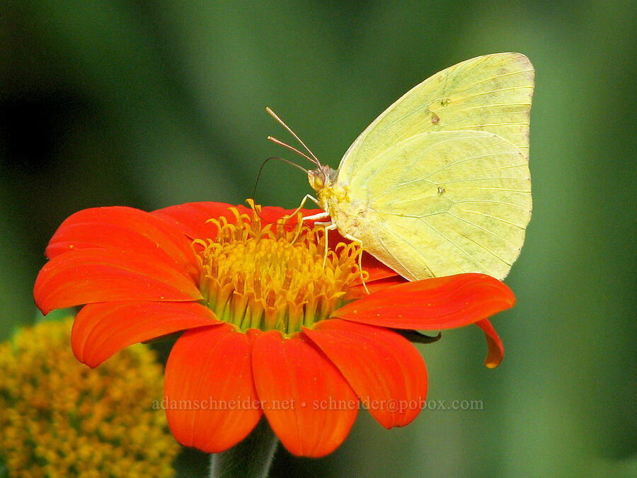 large orange sulphur butterfly (Phoebis agarithe) [National Tropical Botanical Garden, Kukui'ula, Kaua'i, Hawaii]