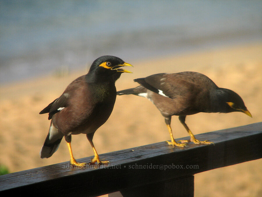 angry myna parents (Acridotheres tristis) [Hale 'Ohe, Po'ipu, Kaua'i, Hawaii]