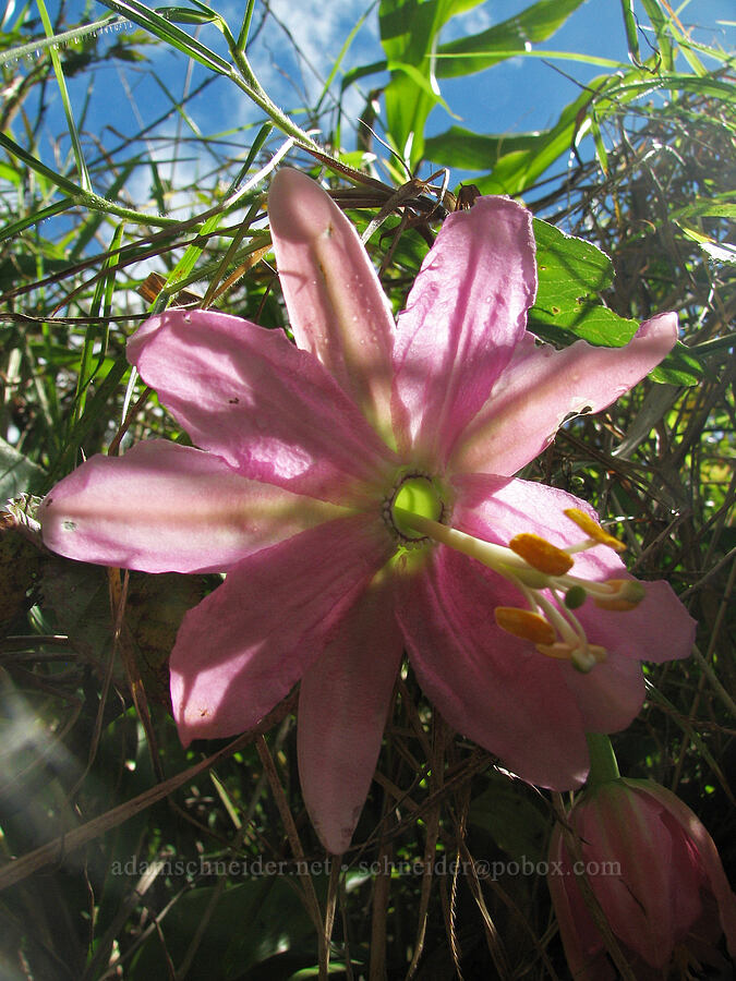 banana poka flower (Passiflora tarminiana) [Halemanu Road, Koke'e State Park, Kaua'i, Hawaii]