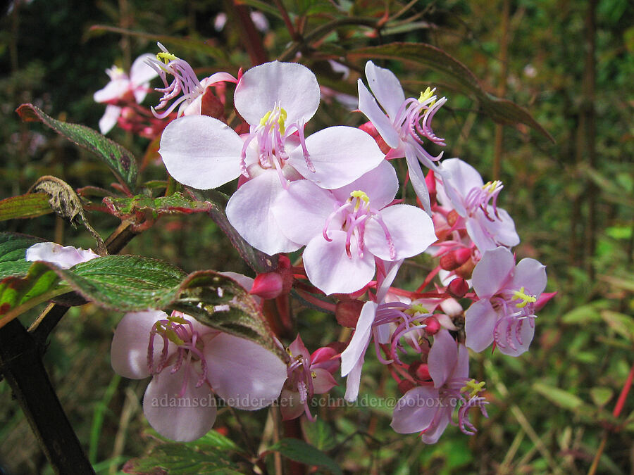 pearl flower (Heterocentron subtriplinervium) [Halemanu Road, Koke'e State Park, Kaua'i, Hawaii]