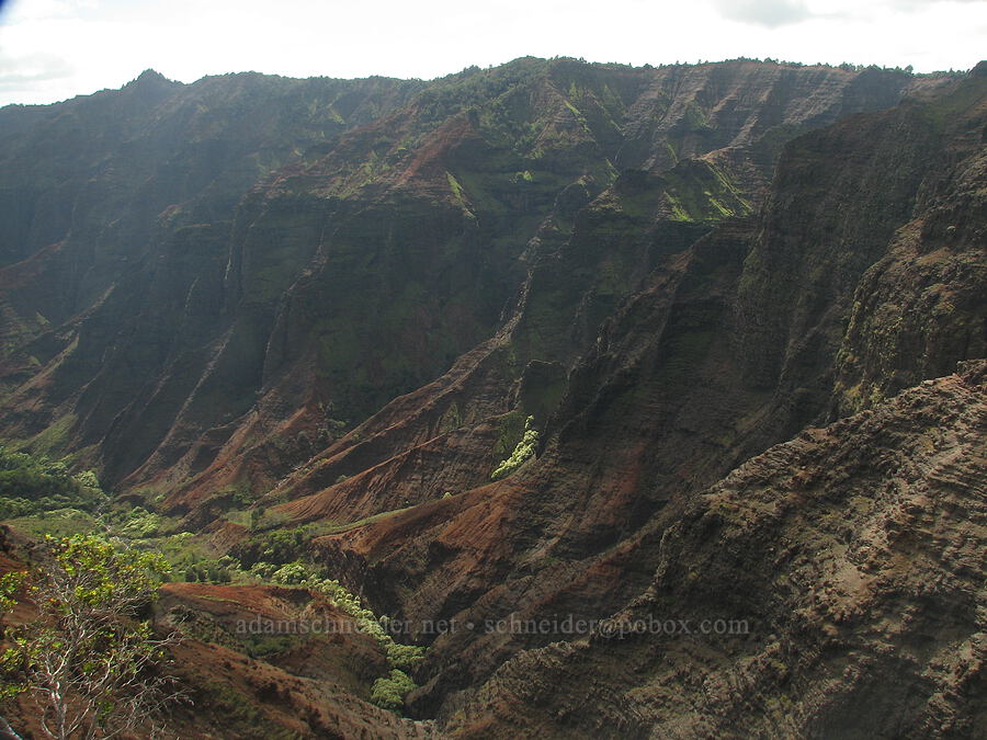 Waimea Canyon [Cliff Trail viewpoint, Koke'e State Park, Kaua'i, Hawaii]