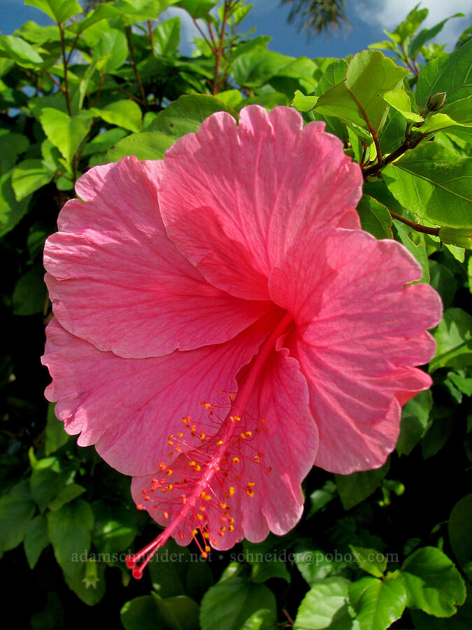 hibiscus flower [Baby Beach, Po'ipu, Kaua'i, Hawaii]