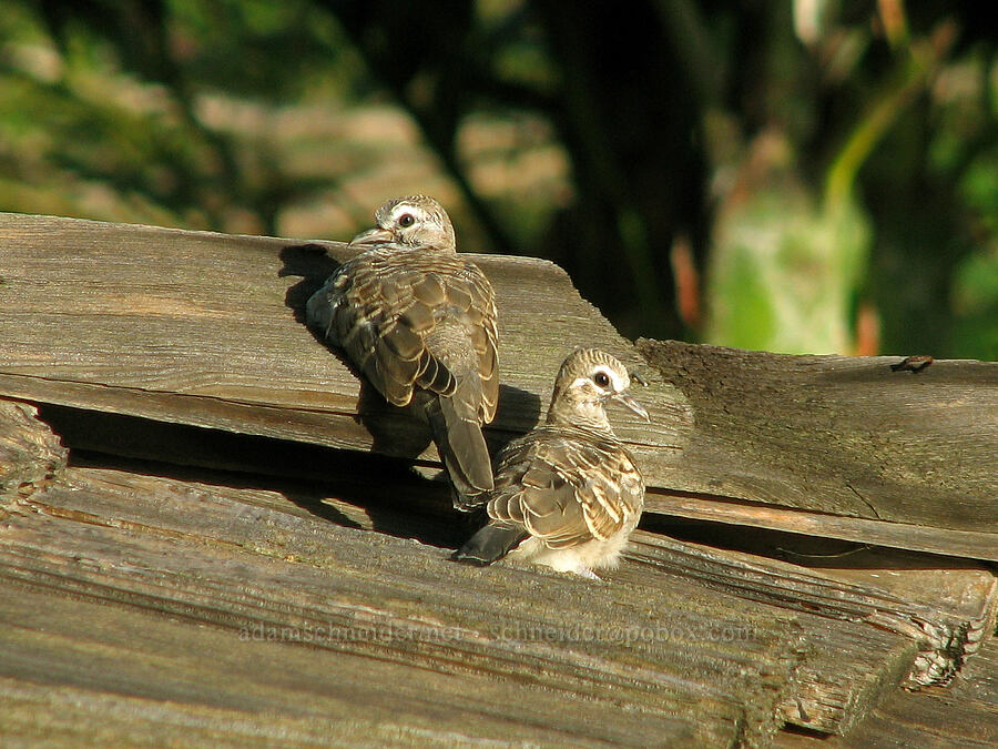 zebra doves (Geopelia striata) [Hale 'Ohe, Po'ipu, Kaua'i, Hawaii]