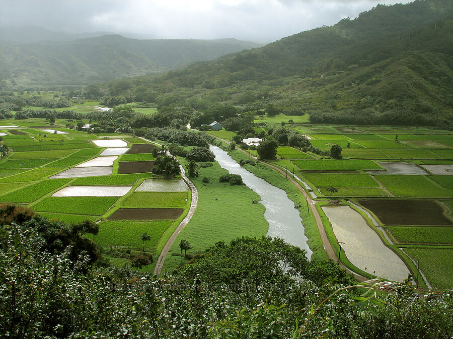 Hanalei Valley [Hanalei Valley overlook, Princeville, Kaua'i, Hawaii]