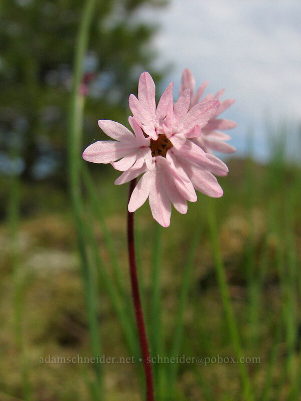 prairie star (Lithophragma glabrum) [Catherine Creek trailhead, Gifford Pinchot National Forest, Klickitat County, Washington]