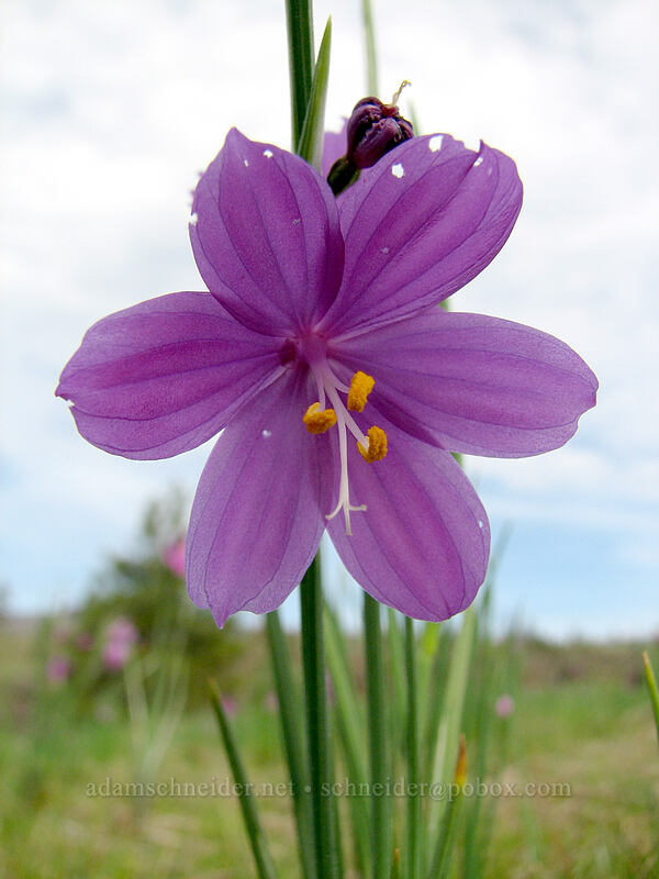 grass widow (Olsynium douglasii) [Catherine Creek trailhead, Gifford Pinchot National Forest, Klickitat County, Washington]