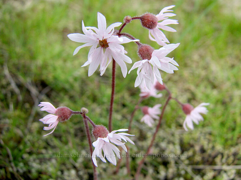 prairie stars (Lithophragma glabrum) [Catherine Creek trailhead, Gifford Pinchot National Forest, Klickitat County, Washington]