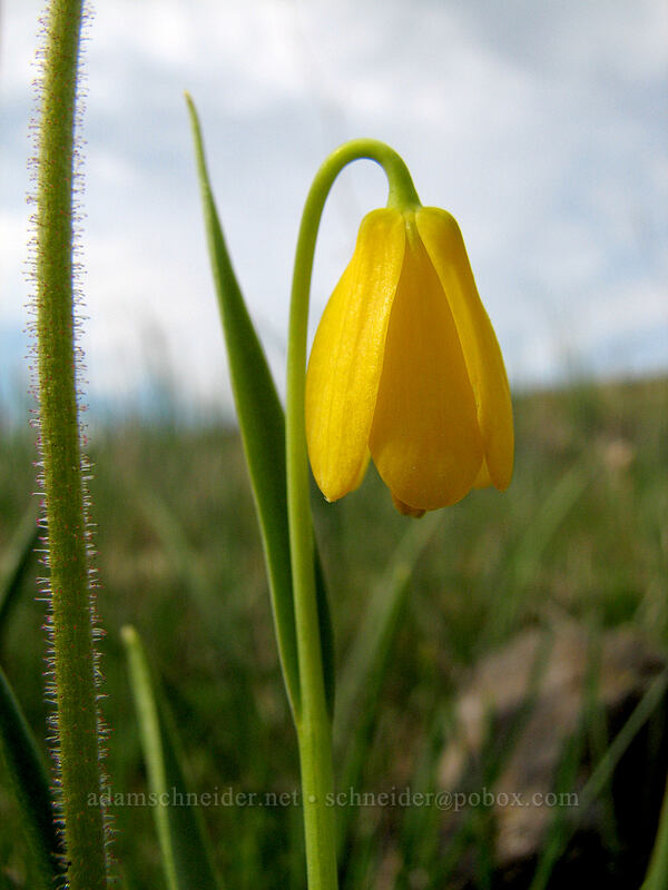 yellow bells (Fritillaria pudica) [Catherine Creek, Gifford Pinchot National Forest, Klickitat County, Washington]