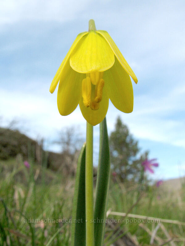 yellow bells, from below (Fritillaria pudica) [Catherine Creek, Gifford Pinchot National Forest, Klickitat County, Washington]