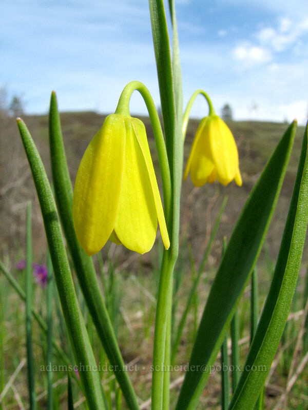 yellow bells (Fritillaria pudica) [Catherine Creek, Gifford Pinchot National Forest, Klickitat County, Washington]