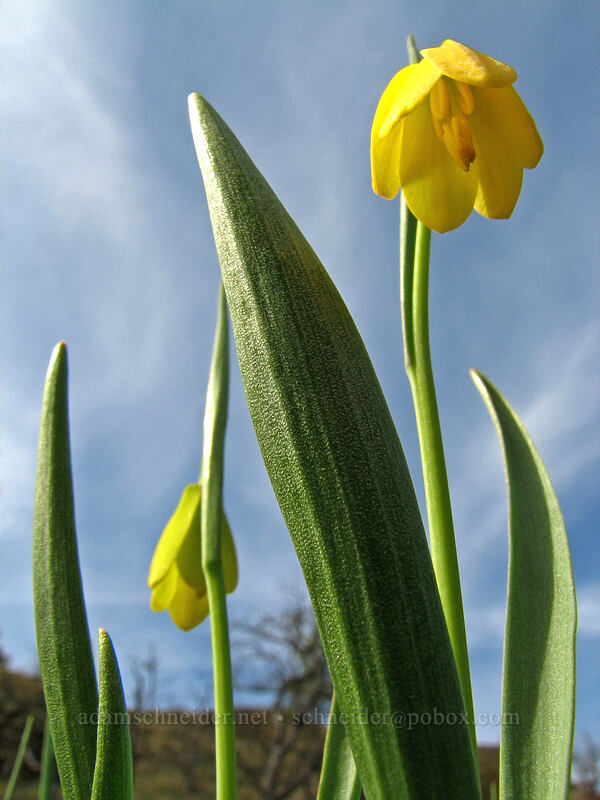 yellow bells, from below (Fritillaria pudica) [Catherine Creek, Gifford Pinchot National Forest, Klickitat County, Washington]